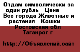 Отдам символически за один рубль › Цена ­ 1 - Все города Животные и растения » Кошки   . Ростовская обл.,Таганрог г.